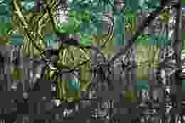 Timothy k 1 Ci E1x4d HIY unsplash